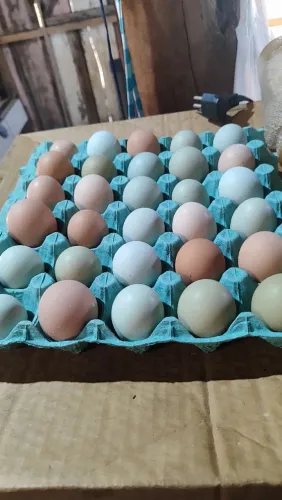 Vendo os Caipira
