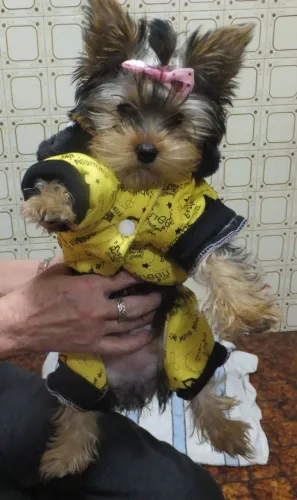 Filhote de cachorro yorkshire saudável de linhagem selecionada