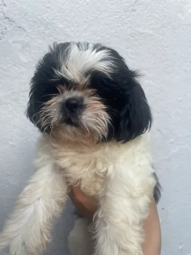 Filhotes de Shih Tzu