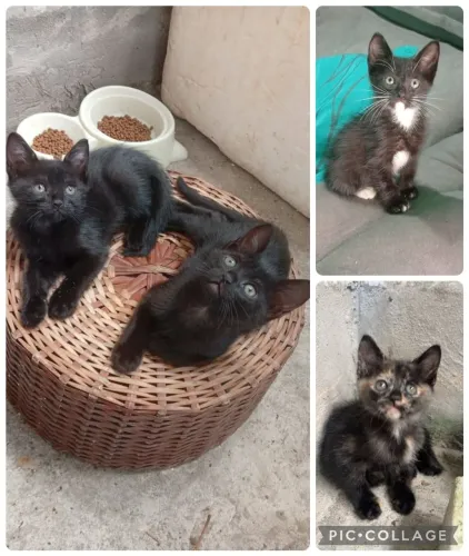Doação Responsável Gatinhos 1 mes castração garantida