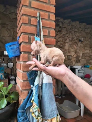 Pinscher mini com entrega garantida