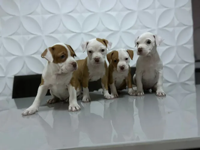 Filhotes de pitbull