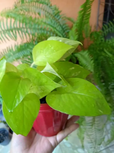 Folhas verde limão perfeitas pra sua decoração