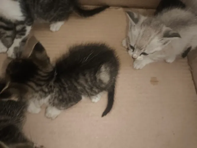 Doação filhotes de gato