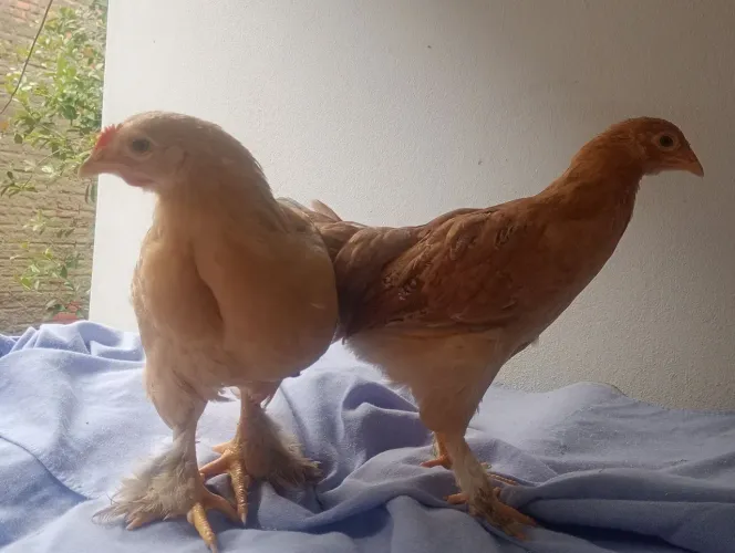 Casal de galinhas Brahma