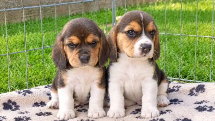 BEAGLE CARINHOSO