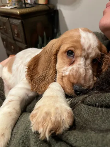 Filhote Cocker Spaniel macho