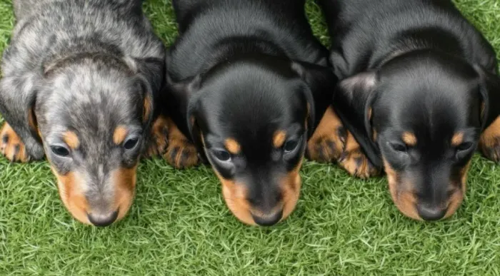 Basset teckel otimo para familia