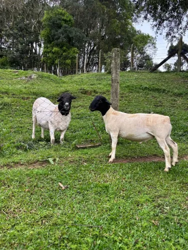 Vende-se borrego