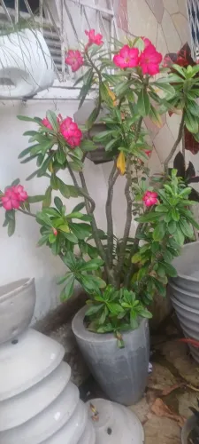 Planta flor do deserto para decoração 