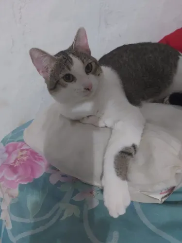 Gatos para doação