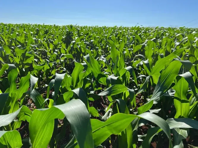 Vend -Fazenda na regiao de Londrina