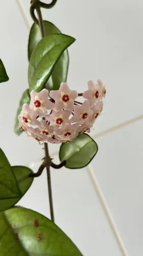 Planta Hoya kerrii (Coração) - Linda e Rara