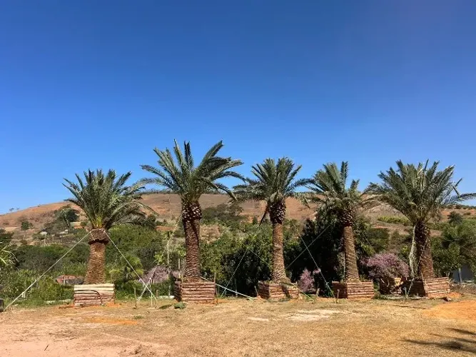 Palmeira Canariense