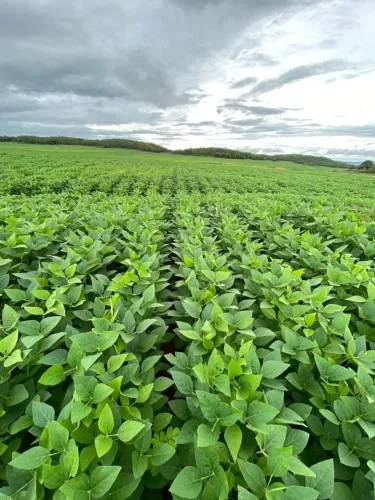Fazenda 500hec em montes claros Goiás, plantando 460hec 60 milhões