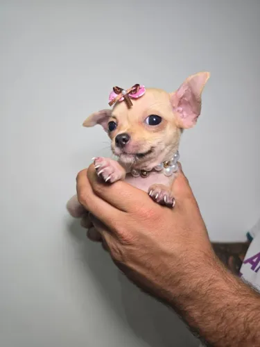 Chihuahua Miniatura - Muito Dócil
