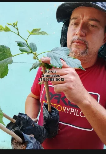 Árvores Frutíferas, Plantas Ornamentais e adubos e substrato