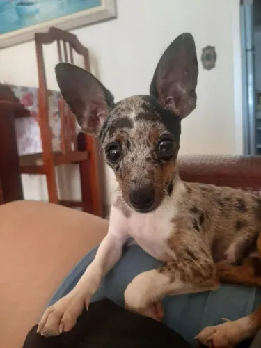 Pinscher Alerquin Próximo ao  2° cio 