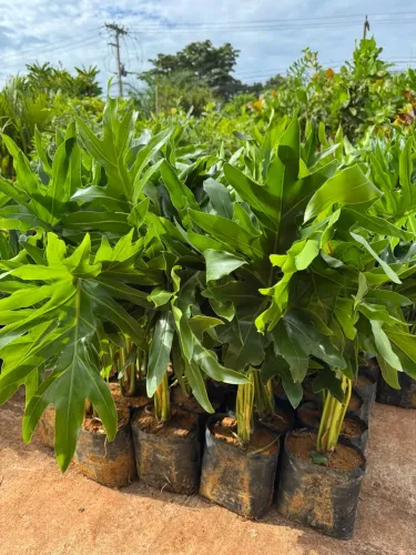 Mudas de Guaimbé