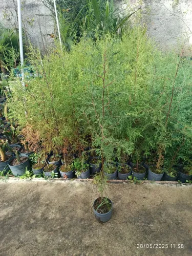 Mudas de Cipreste Português - Decore seu jardim!