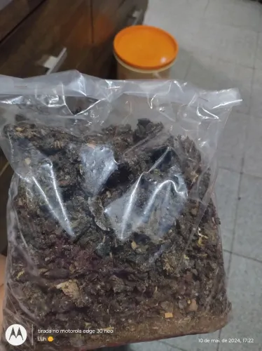 Própolis