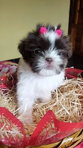 Lhasa Apso todas as cores, com pedigree e suporte veterinário gratuito!