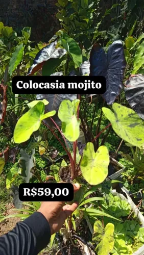 Colocasias Black swan X Colocasia mojito