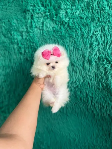 Cachorro Lulu da Pomerania presente romântico para surpreender