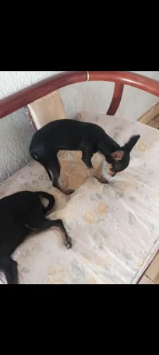 Vende-se uma pinscher fêmea