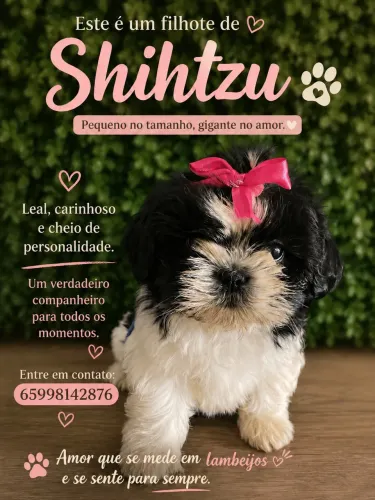 FILHOTE DE SHIHTZU 