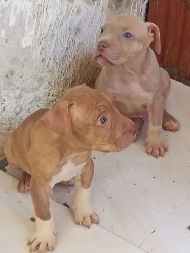 Pitbullmoster 