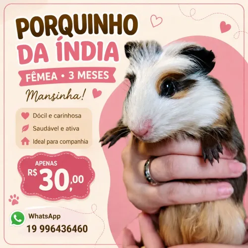 Porquinho da índia 