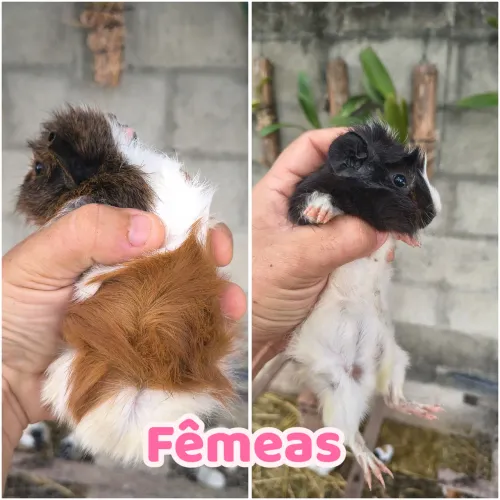 Porquinhos da índia