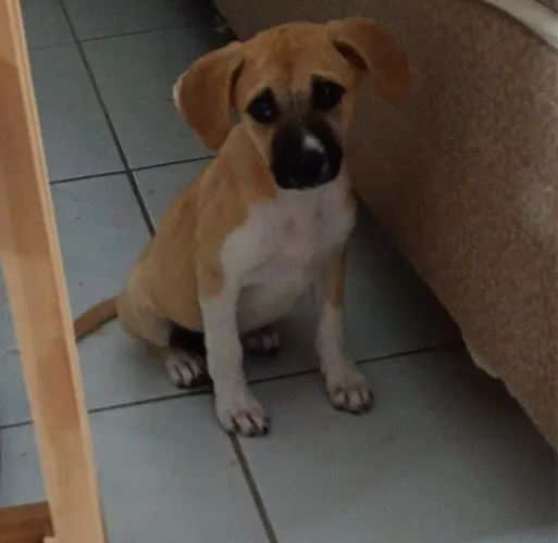 Cachorrinha caramelo para adoção