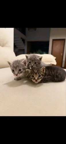 Adoção responsável gatinhos 