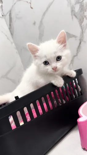 Bebês de Angora Fêmeas e Machos
