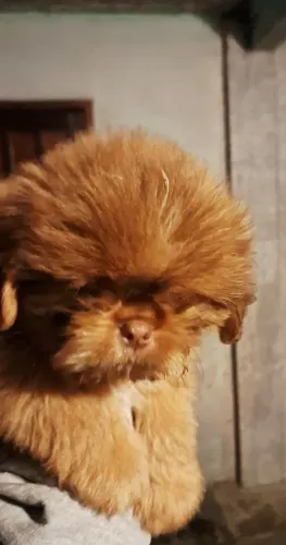 Filhotes de Shih Tzu 