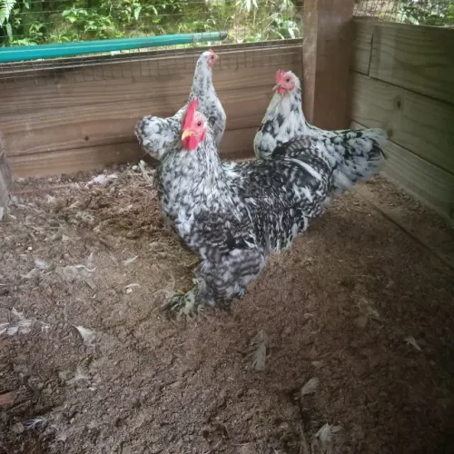 Terno Mini Cochin Mottled