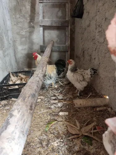Vendo um casal de frango da marca bahma