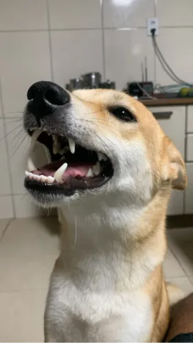pipoca shiba inu quer um namorado para cruzar