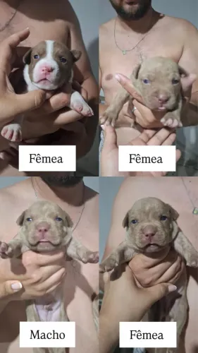 FILHOTE DE PITBULL