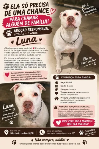 Doa-se cadela de raça pitbull dócil