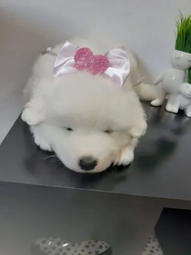 Samoiedo | Um abraço de urso. 