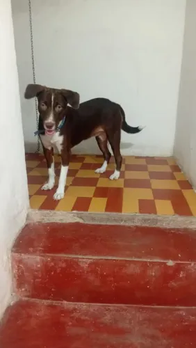 Doa-se essa linda menina golden colle