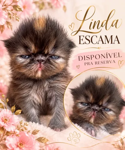 Persa Escaminha