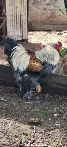 Ovos Galados ração Brahma