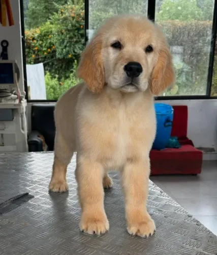 Filhotes de Golden Retriever | Amor estampado no olhar.