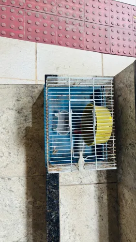 Doação gaiola Ramister