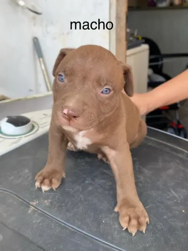 filhote de pitbull macho