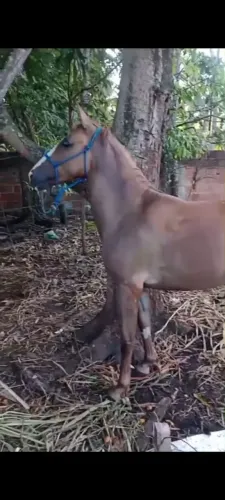 Vende-se pordo de 1 ano e 3 meses